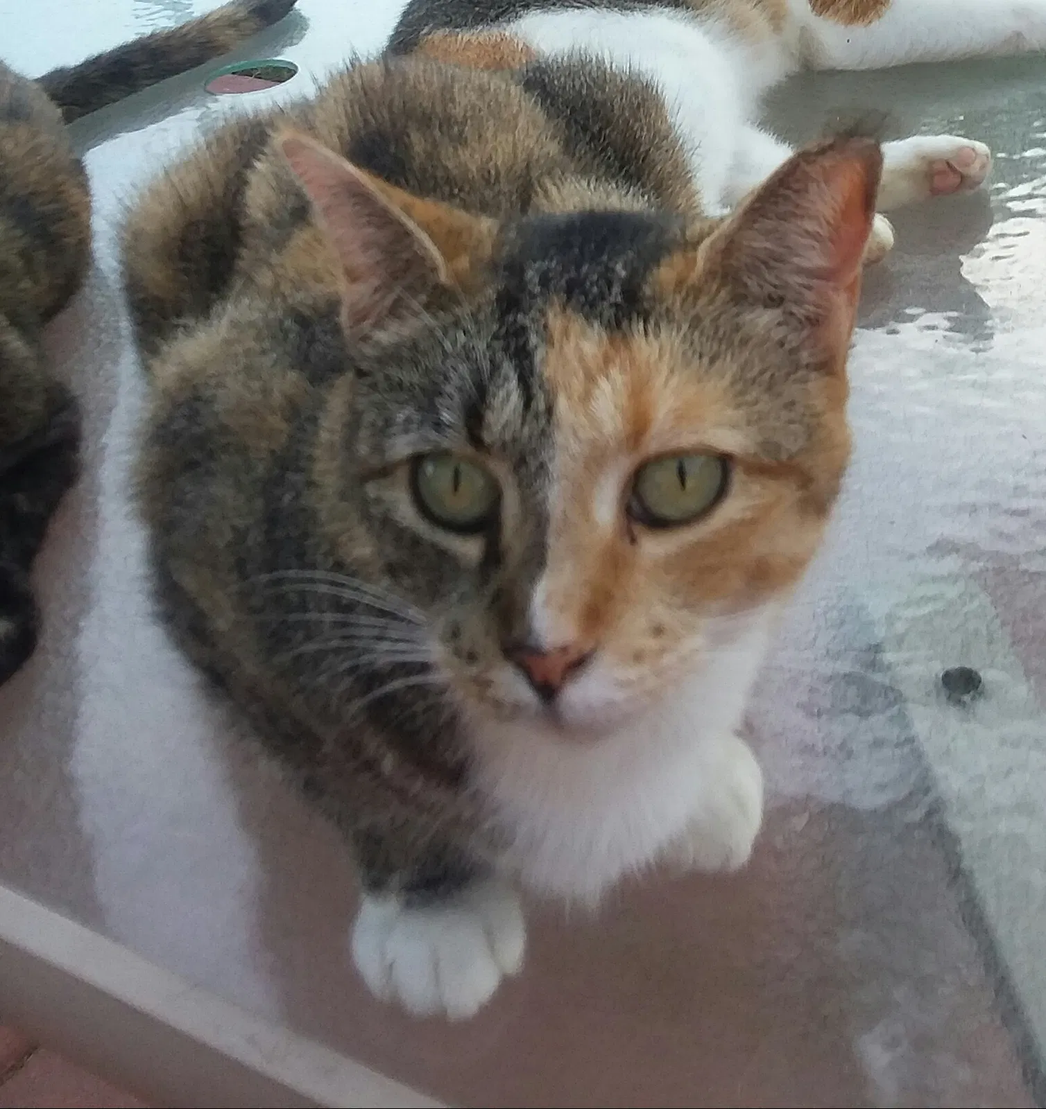 Lost cat in Searcy, AR, 72143