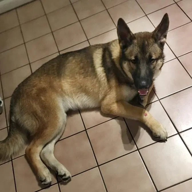 Lost dog in Hollywood, FL, 33025