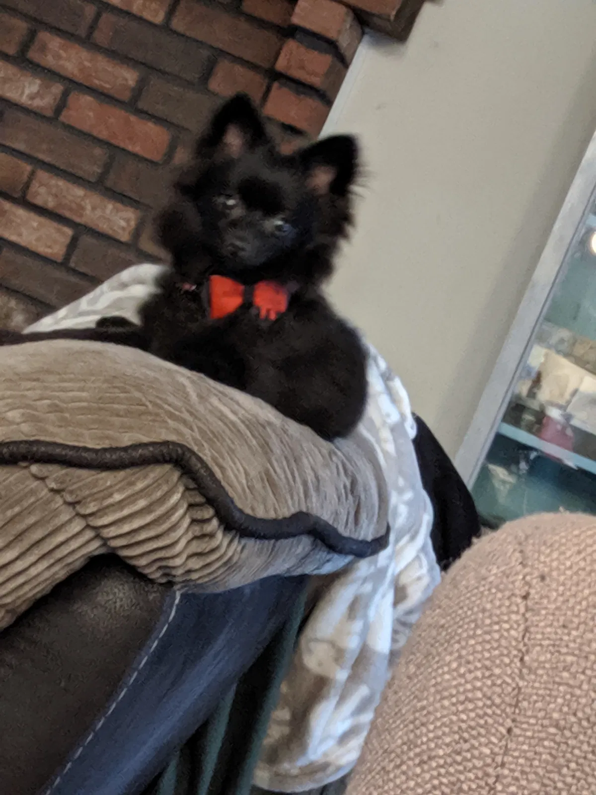 Lost dog in Kennesaw, GA, 30152