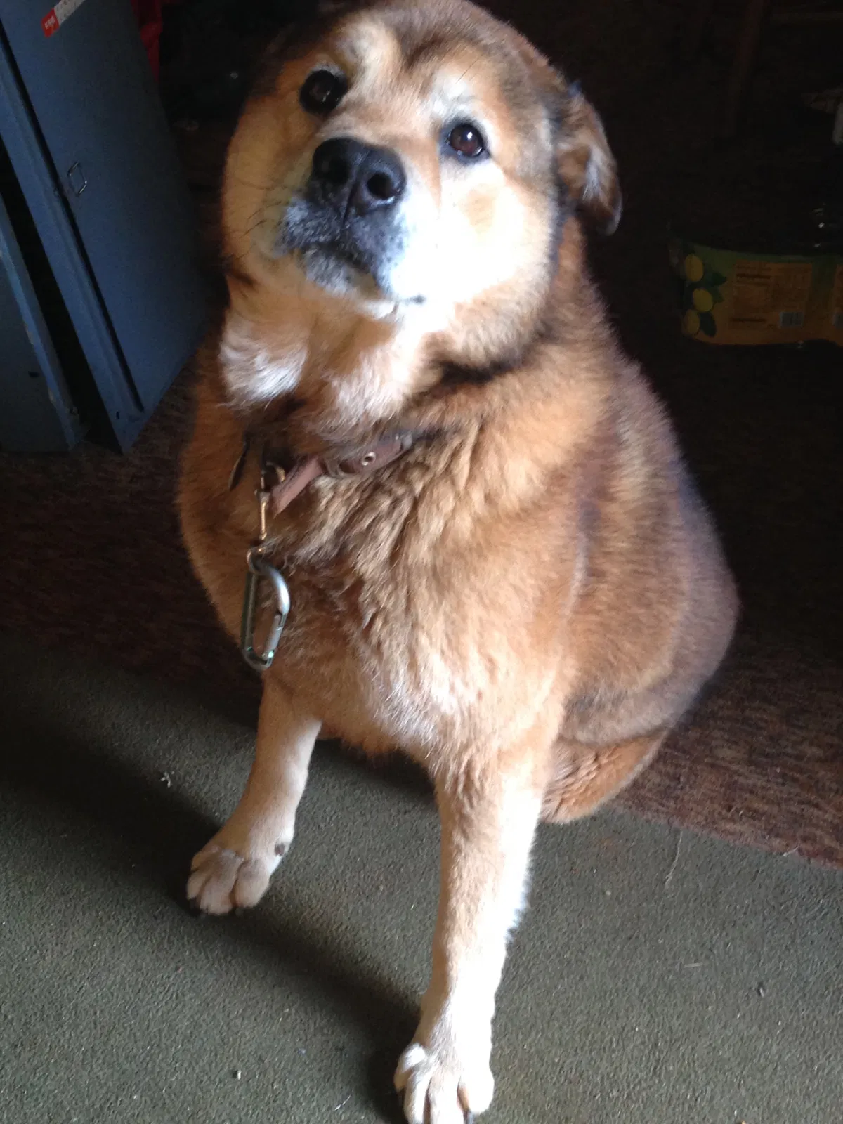 Lost dog in Spartanburg, SC, 29306
