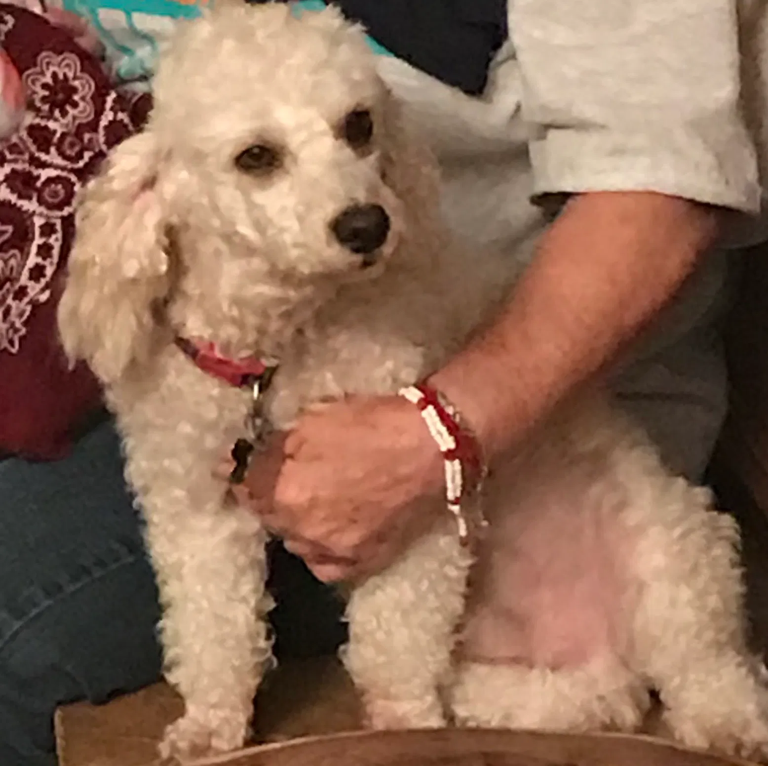 Lost dog in Pasadena, TX, 77502