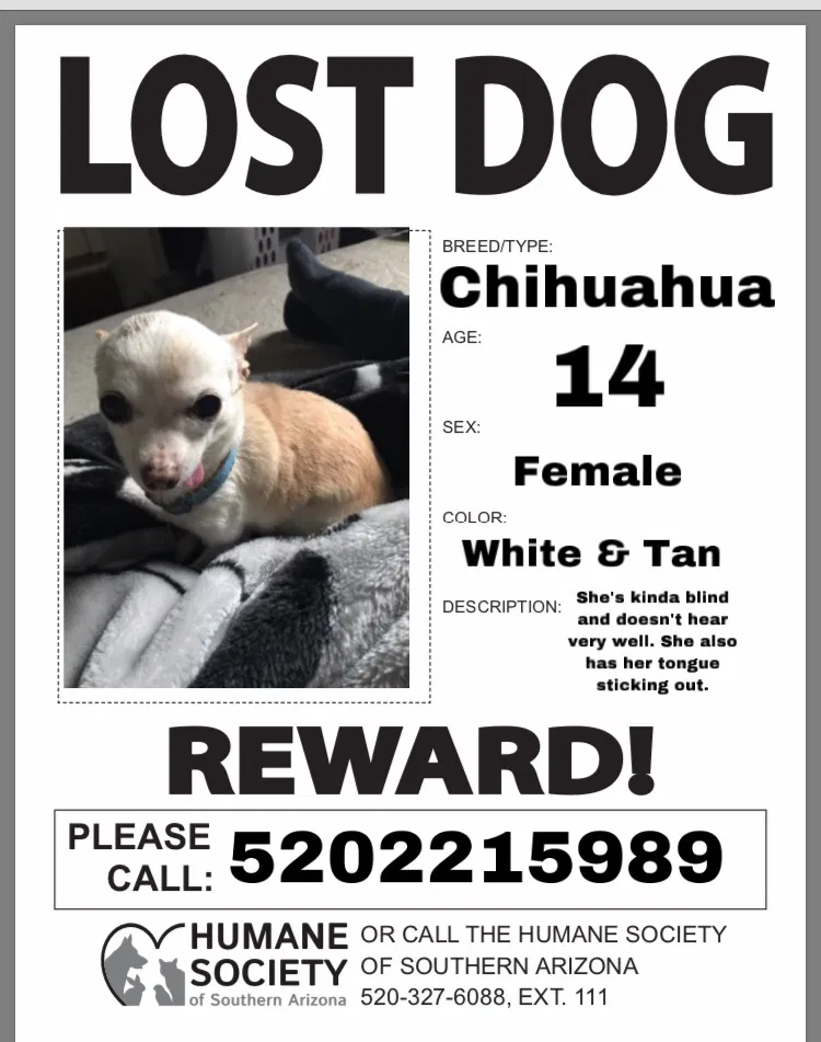 Lost dog in Tucson, AZ, 85705
