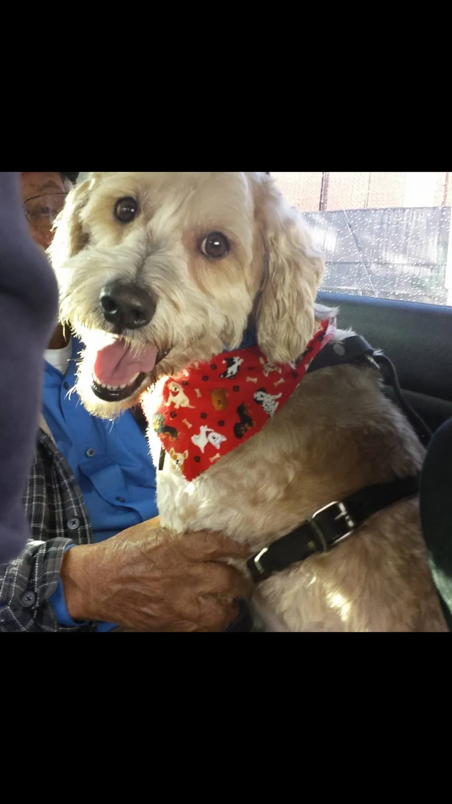 Lost dog in Inglewood, CA, 90304