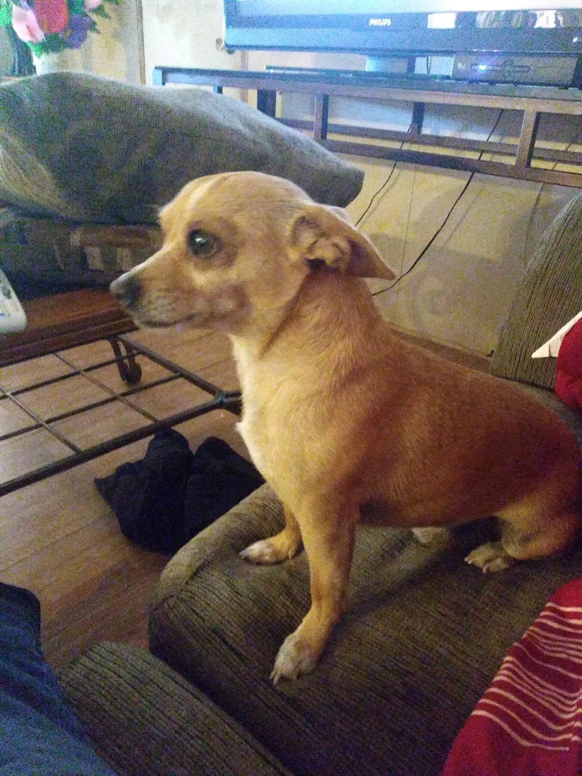 Lost dog in Marana, AZ, 85653