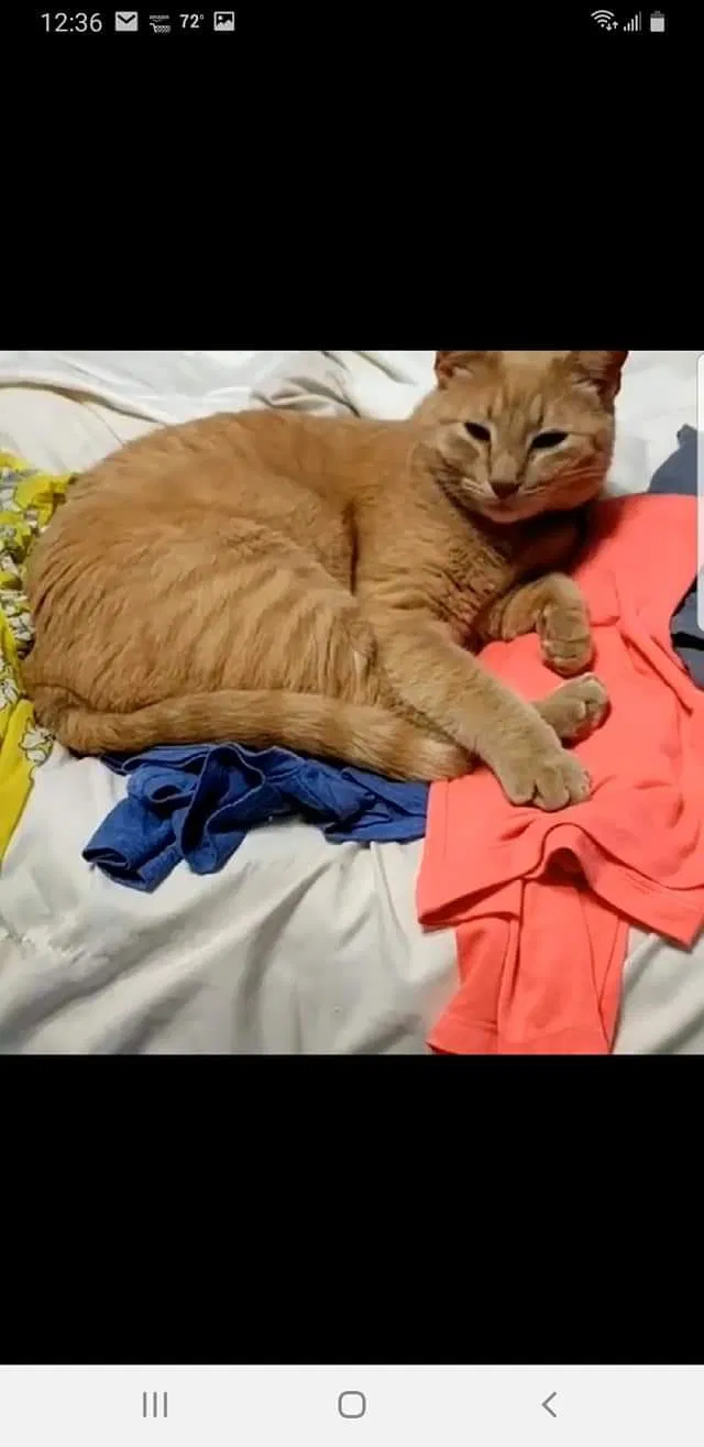 Lost cat in Hutto, TX, 78634