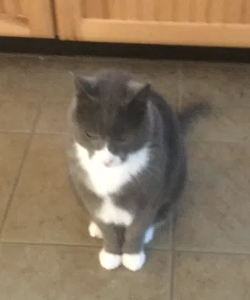 Lost cat in Baton Rouge, LA, 70816