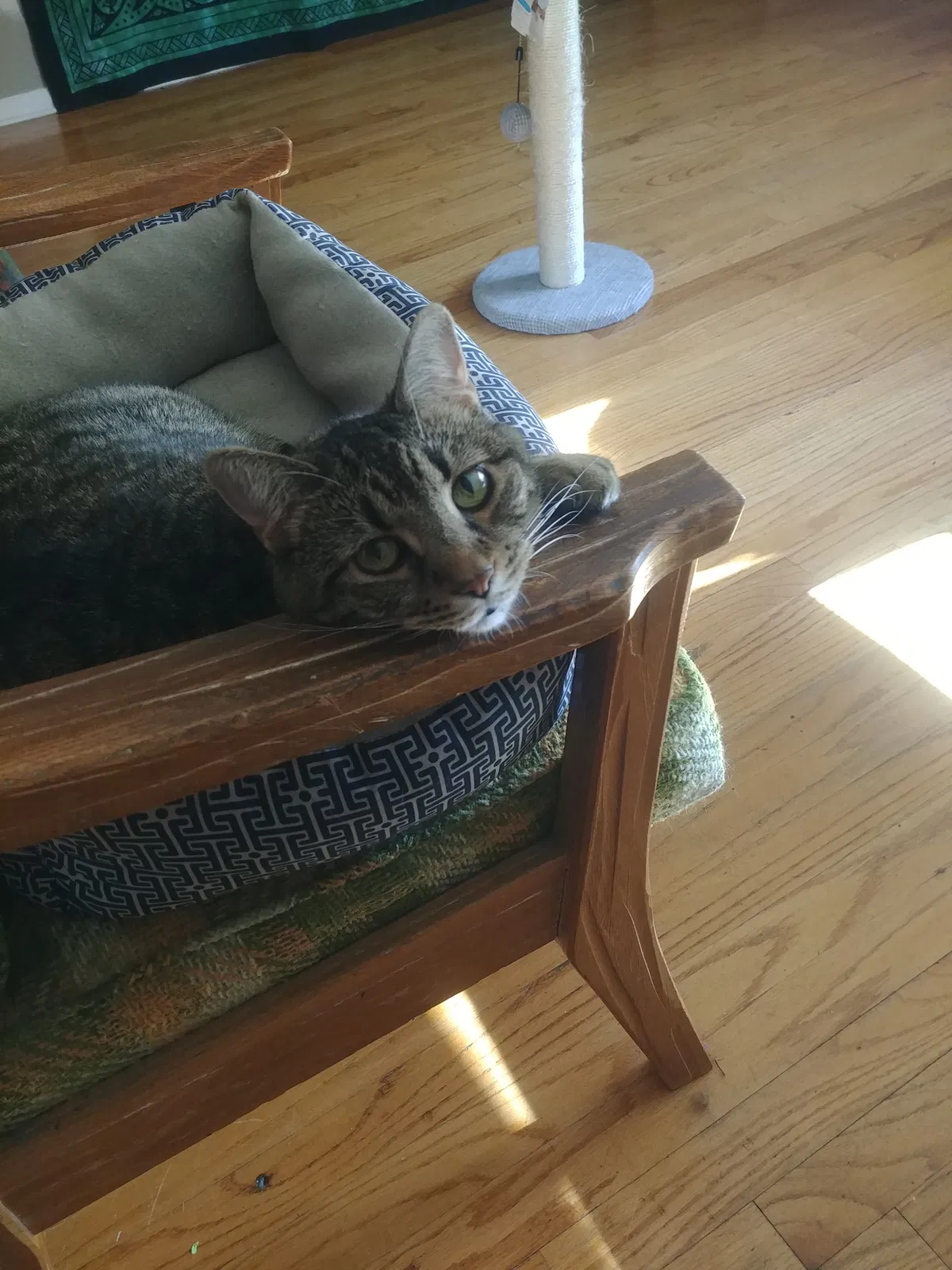 Lost cat in Saint Louis, MO, 63114