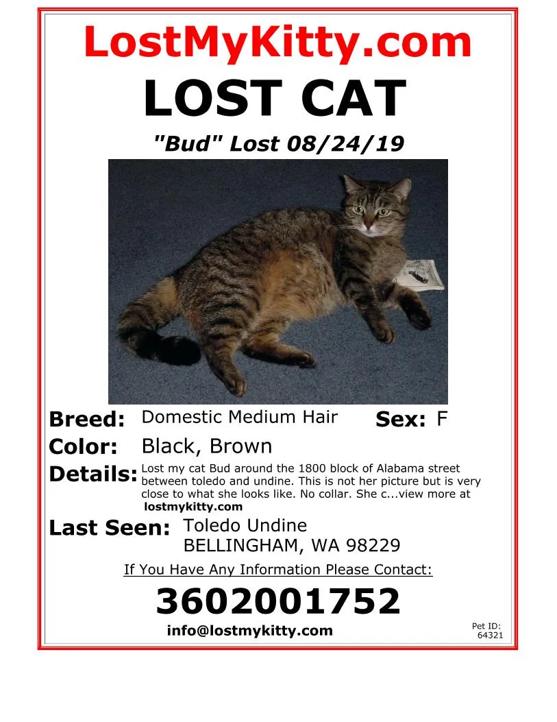 Lost cat in Bellingham, WA, 98229
