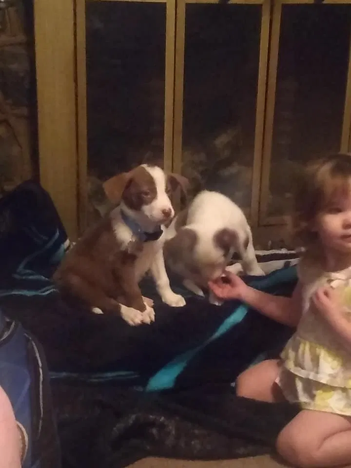 Lost dog in Abbeville, SC, 29620