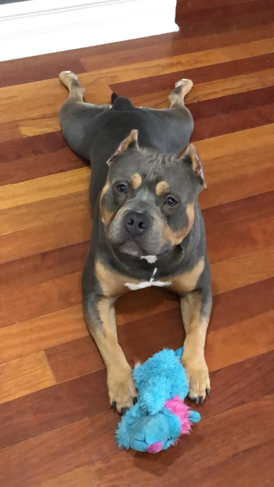 Lost dog in Chicago, IL, 60659