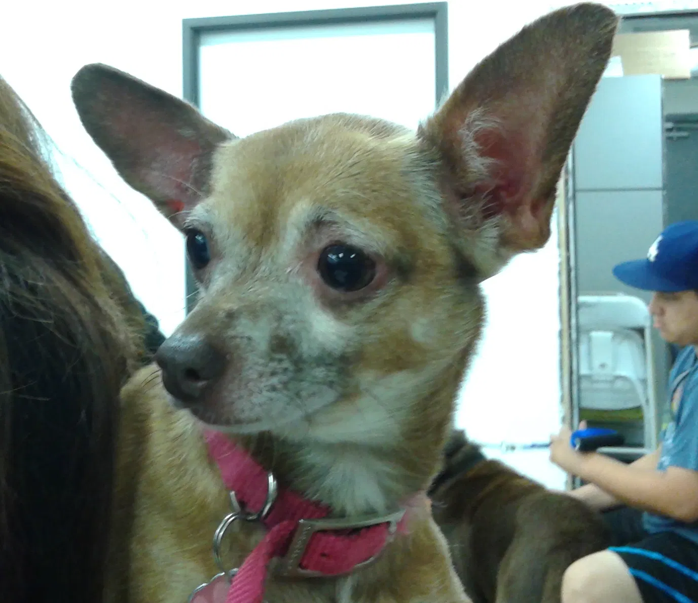 Lost dog in Granada Hills, CA, 91344