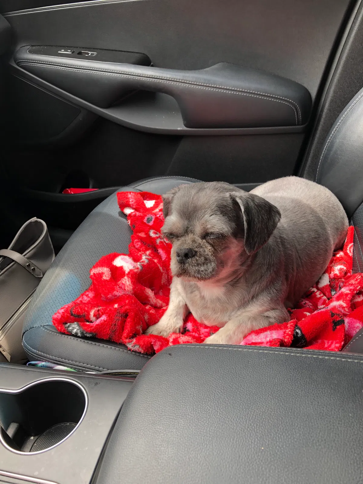 Lost dog in Lake Charles, LA, 70607