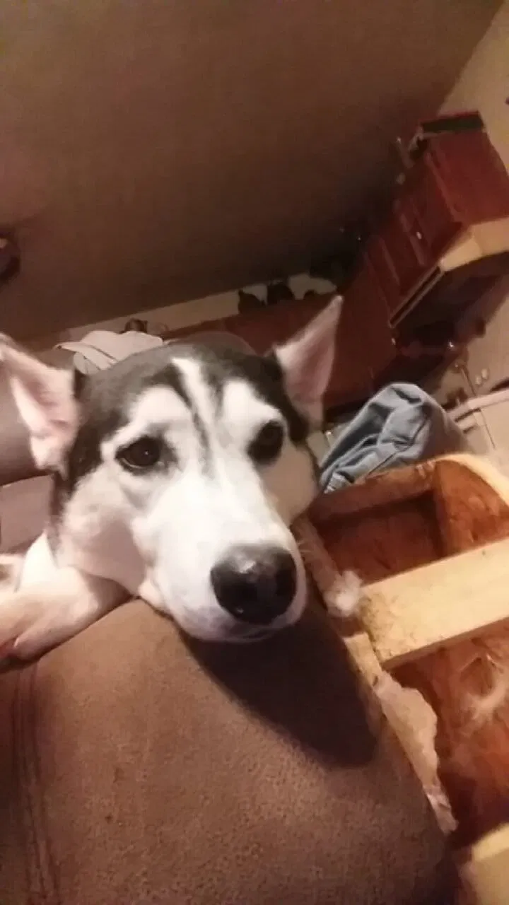 Lost dog in Sevierville, TN, 37876
