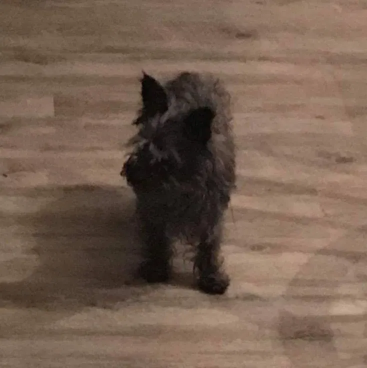 Lost dog in Morehead, KY, 40351