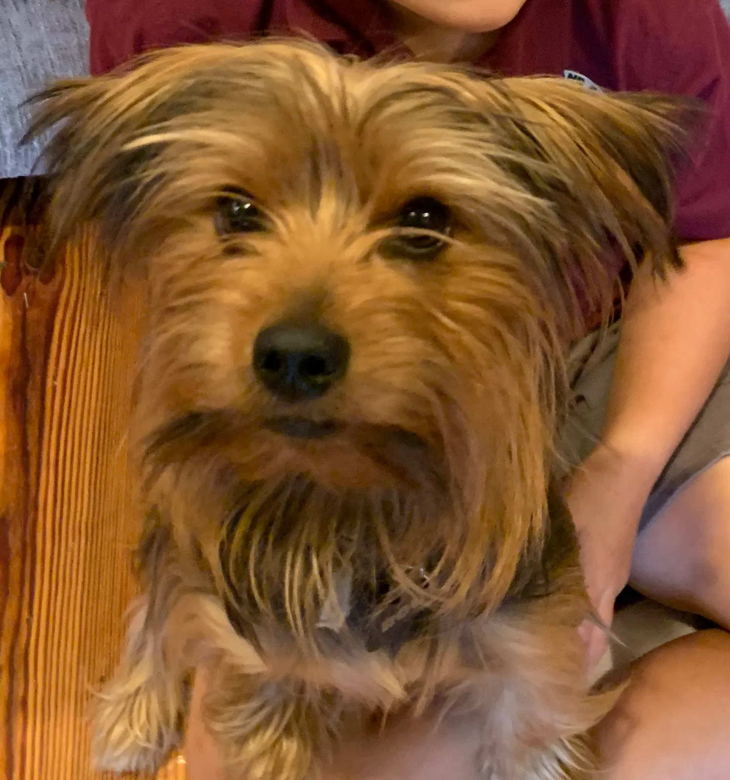 Lost dog in Duson, LA, 70529