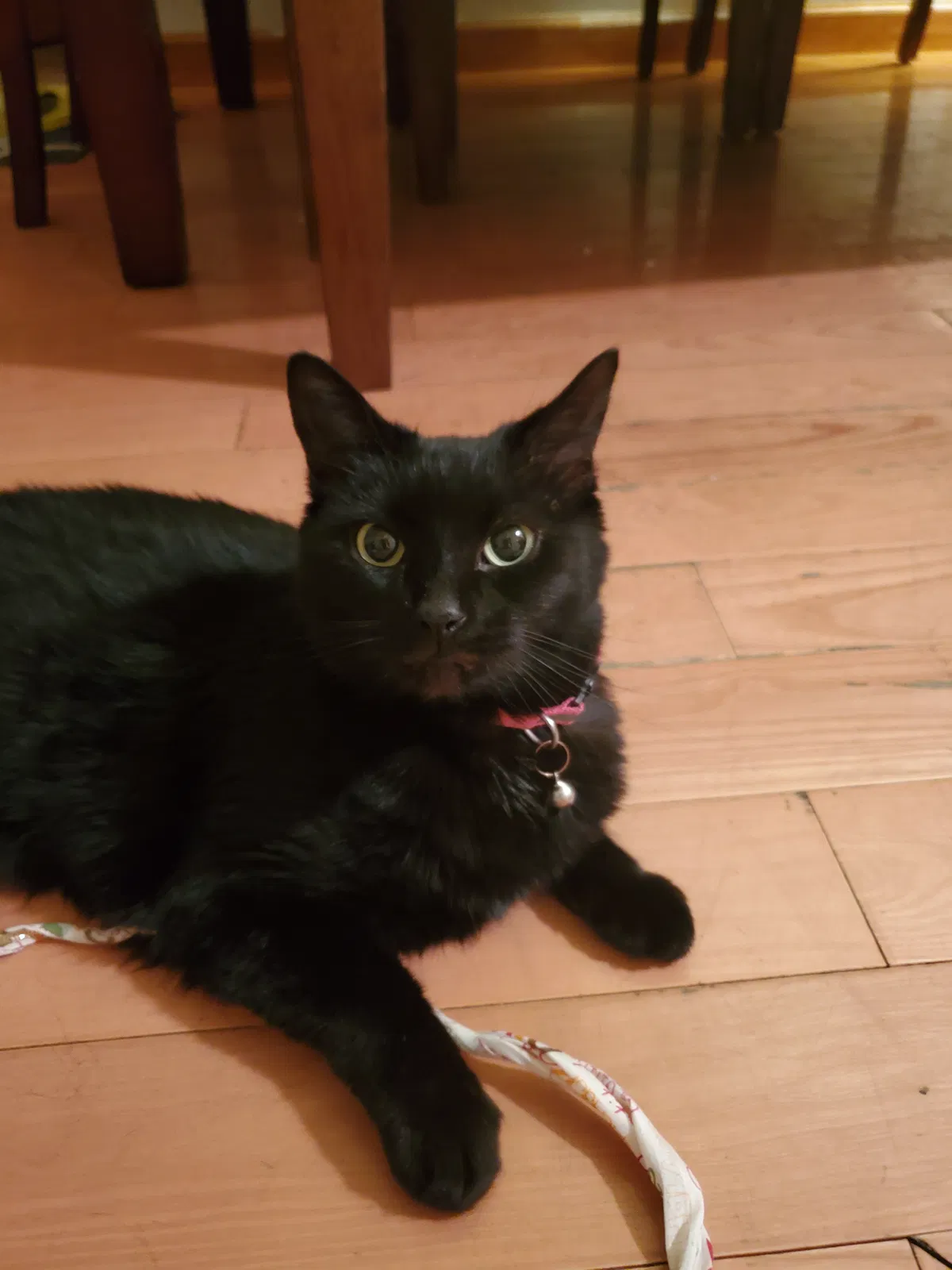 Found cat in Elmhurst, NY, 11373
