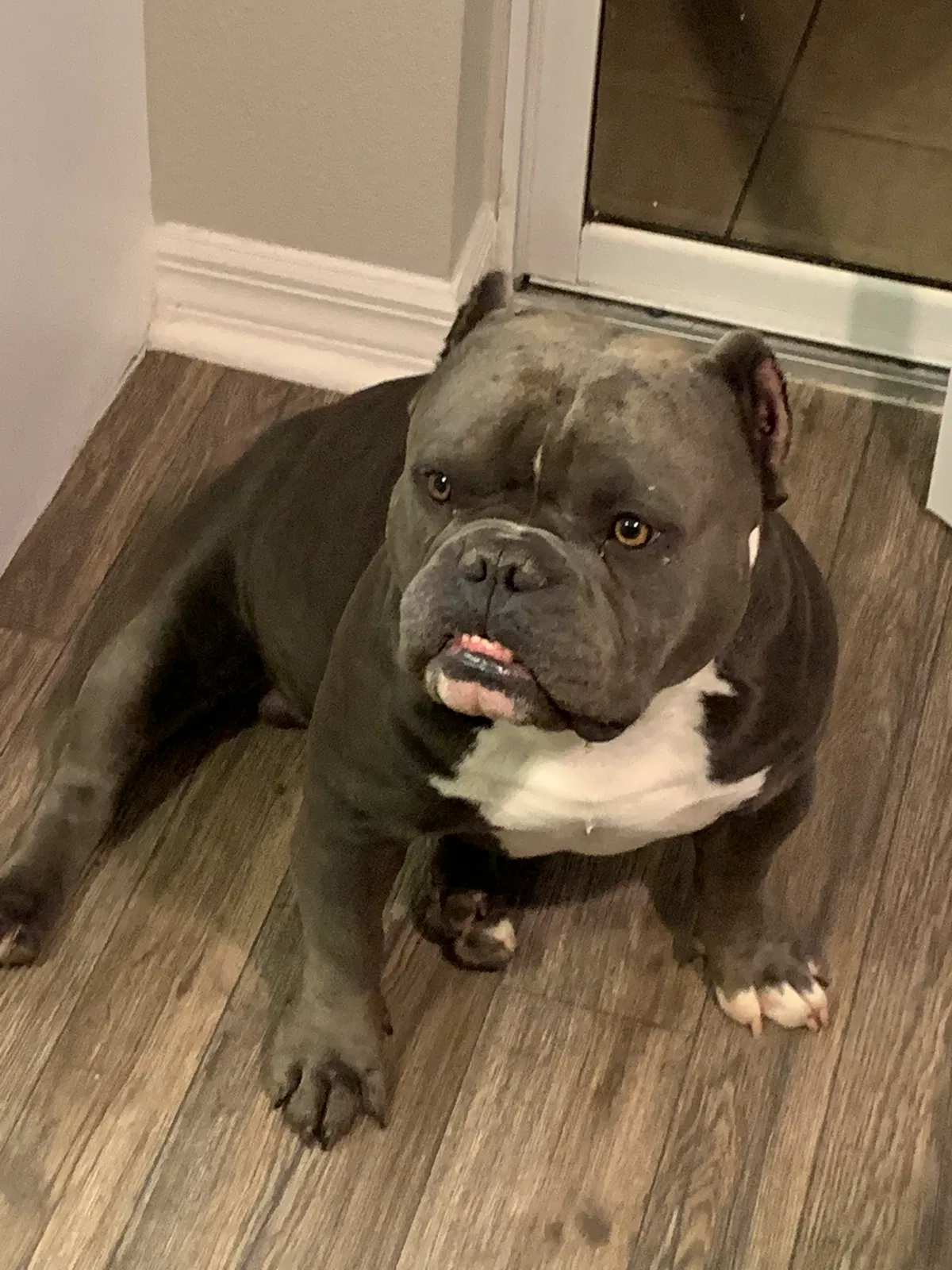 Lost dog in Arcadia, CA, 91006