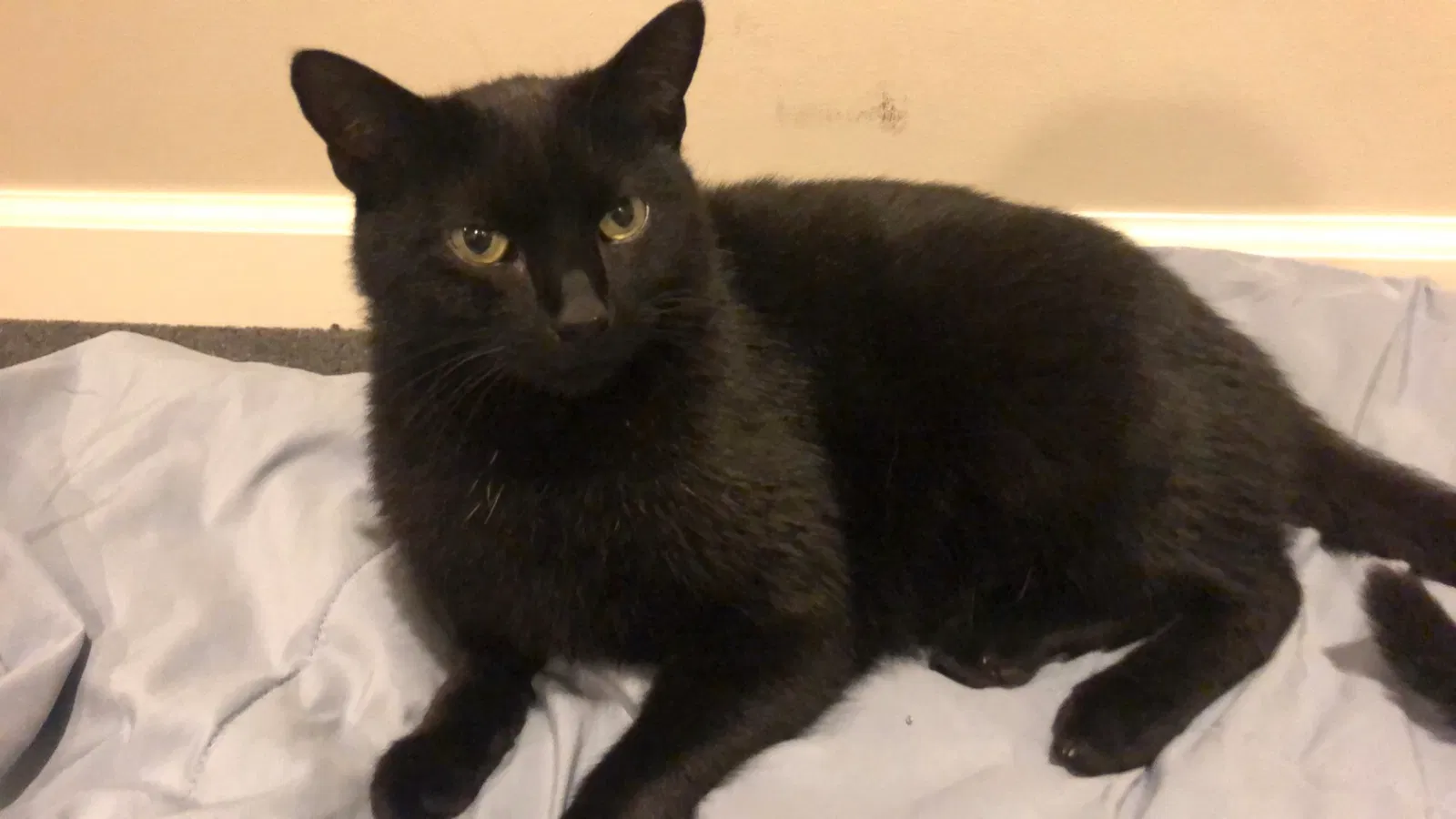 Lost cat in Chagrin Falls, OH, 44023