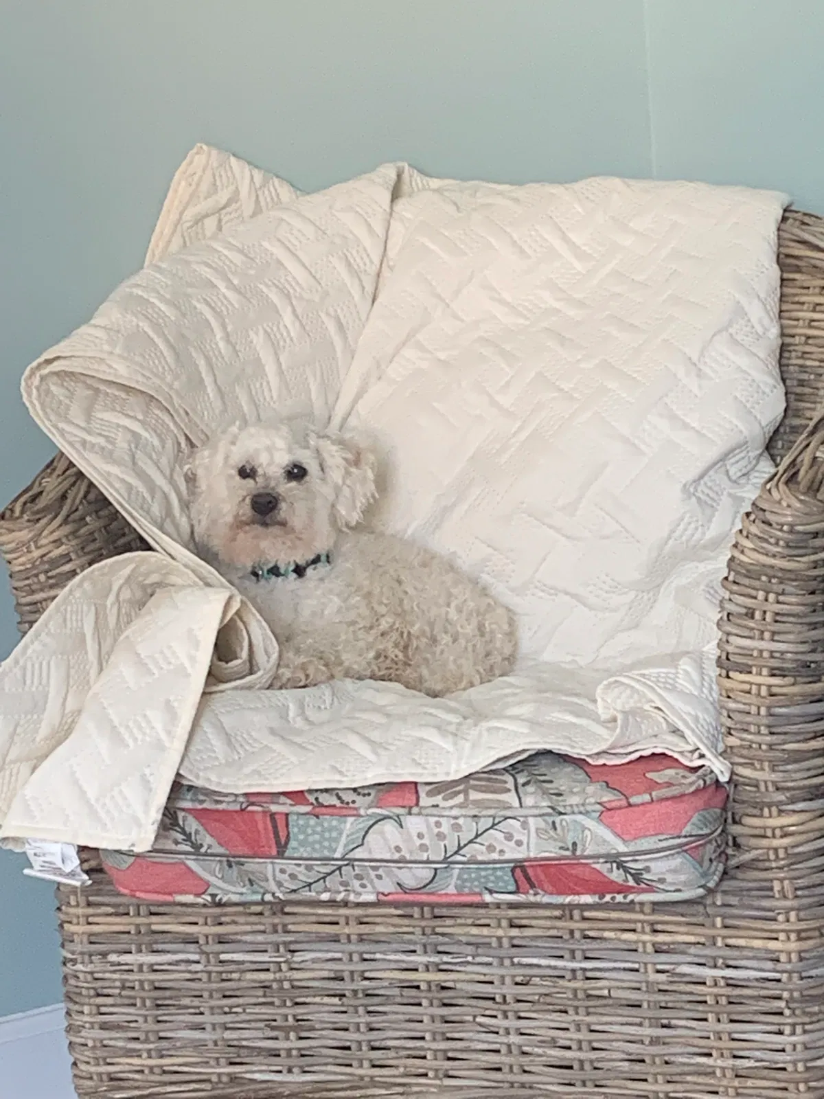 Lost dog in Greensboro, NC, 27405