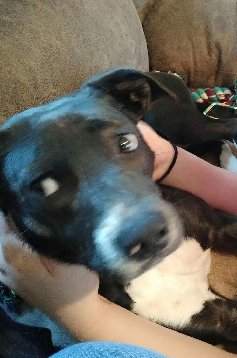 Lost dog in Rome, GA, 30161