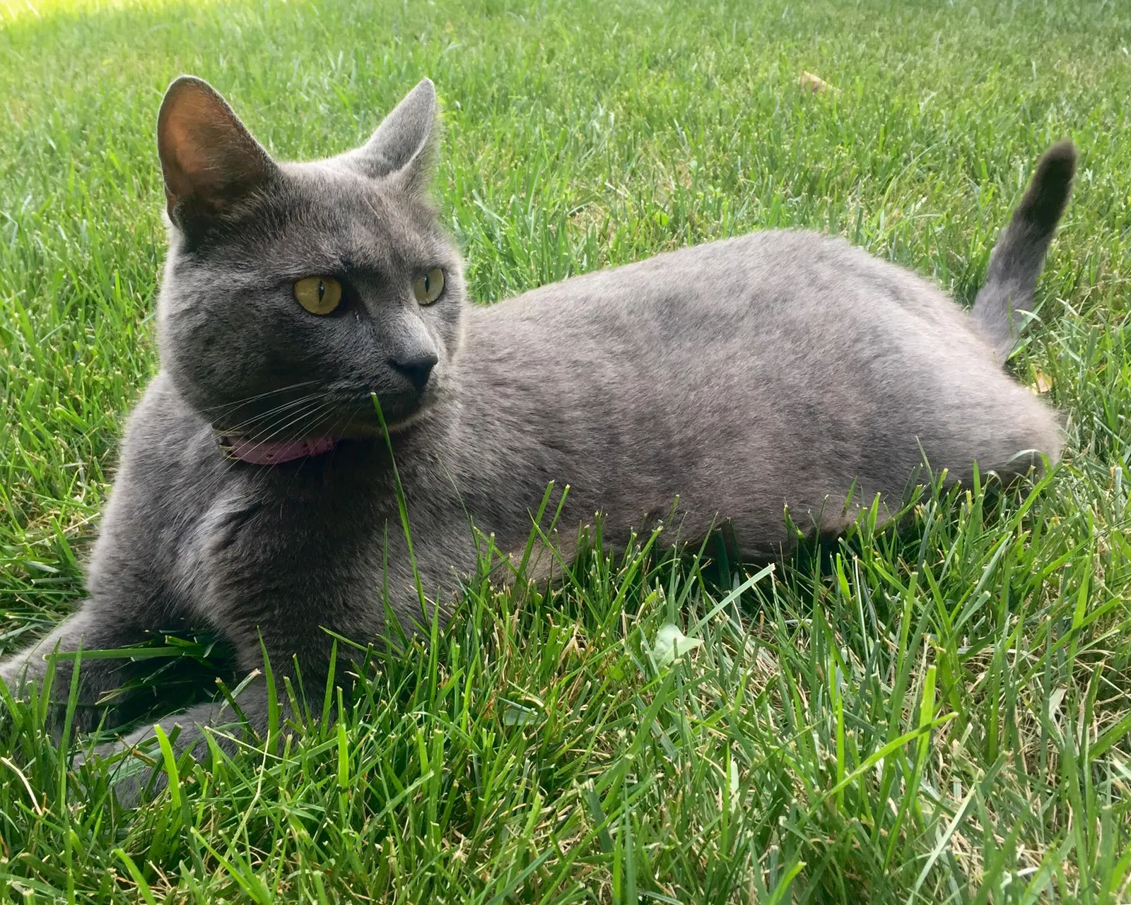 Lost cat in Richmond, VA, 23226