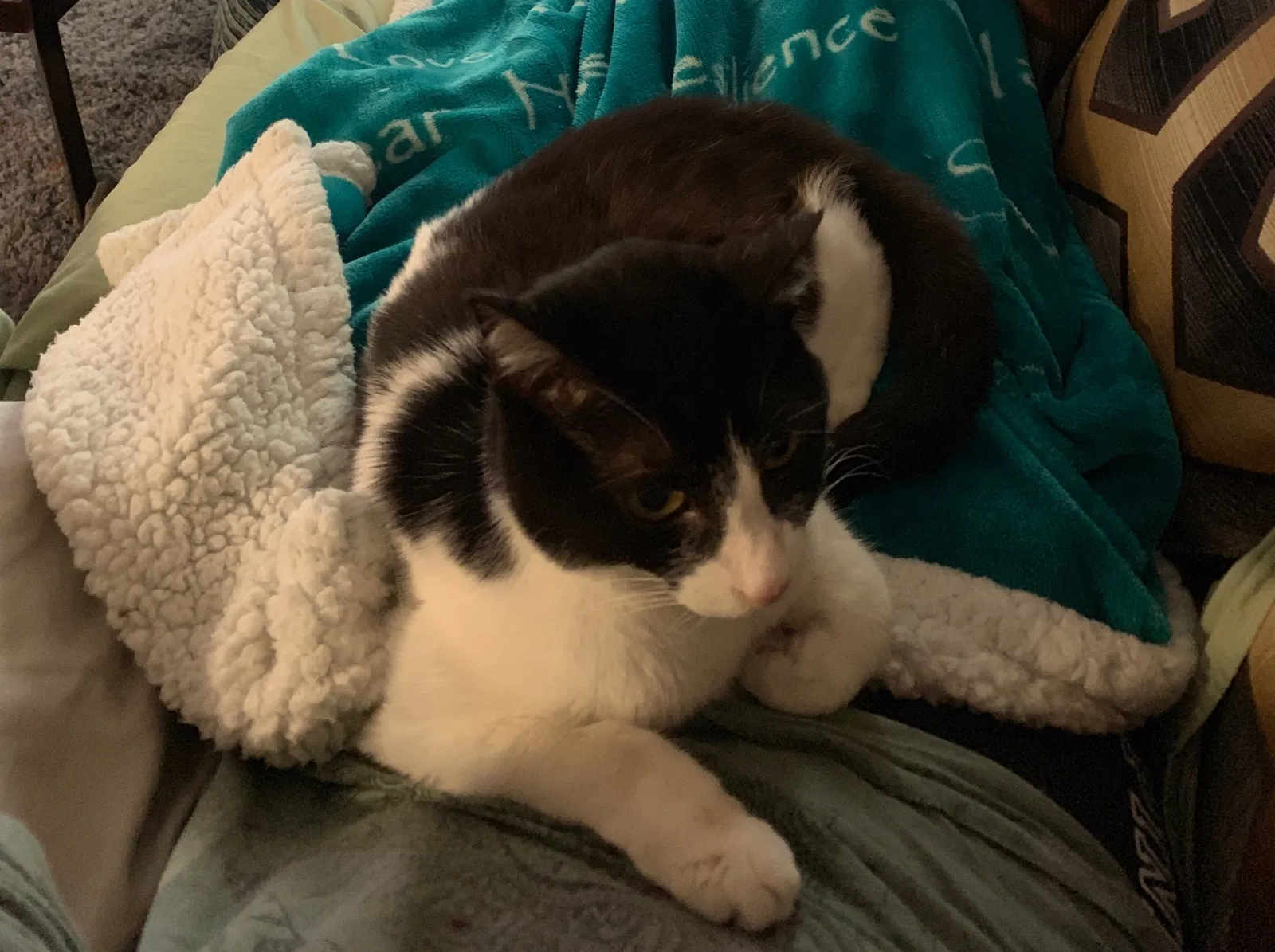 Lost cat in Midlothian, VA, 23112