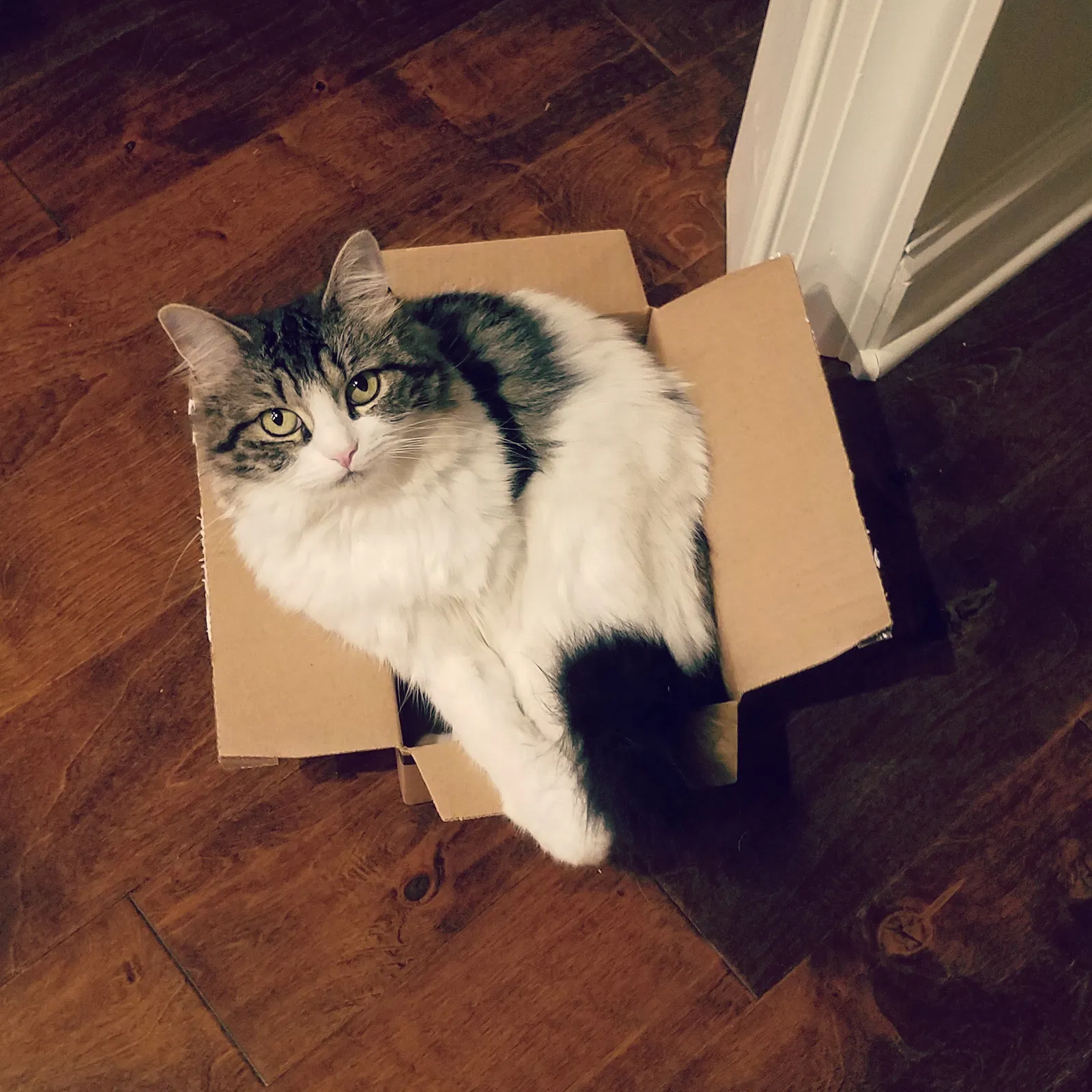 Lost cat in Statham, GA, 30666