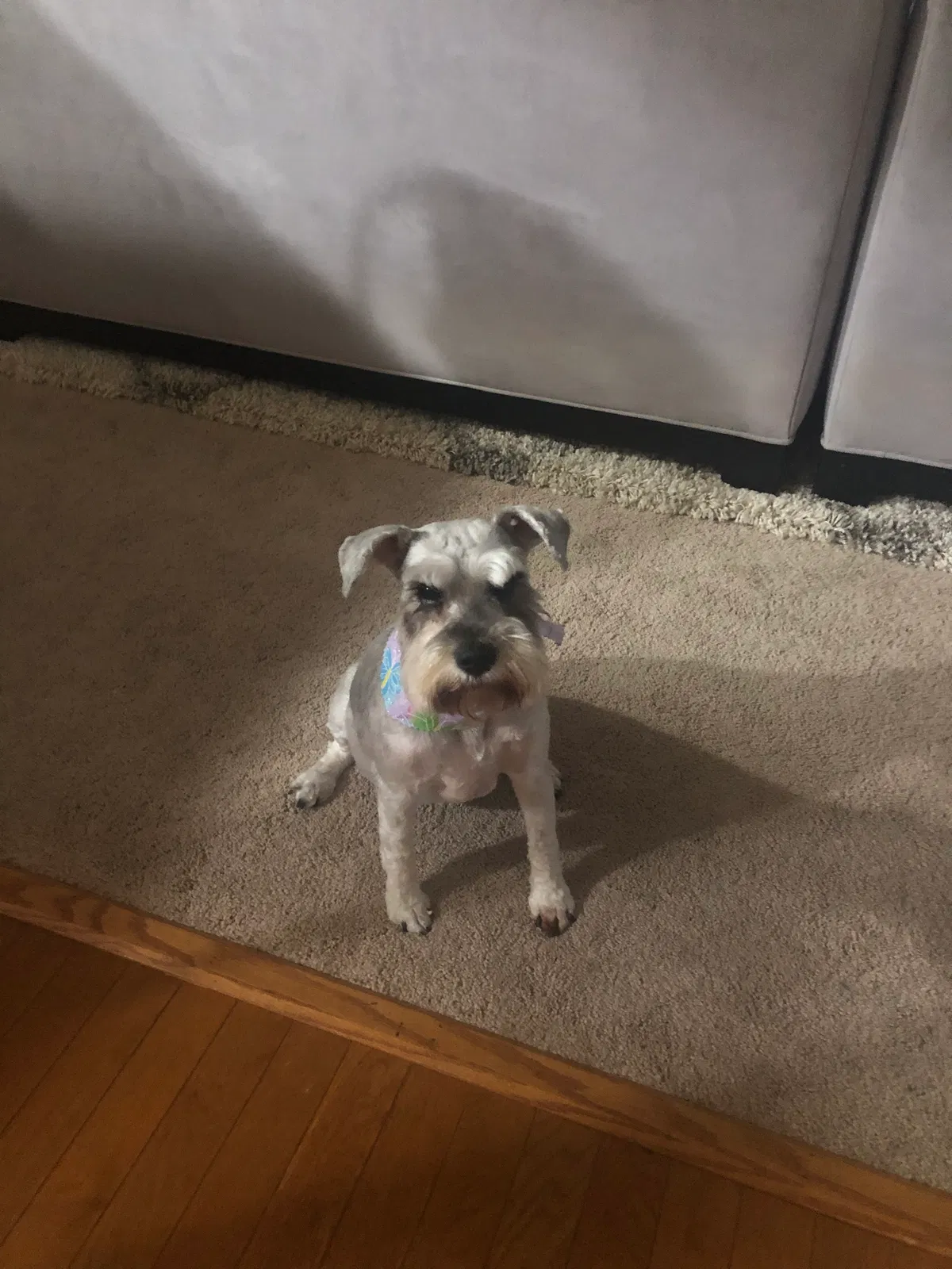 Lost dog in Williamsburg, VA, 23185
