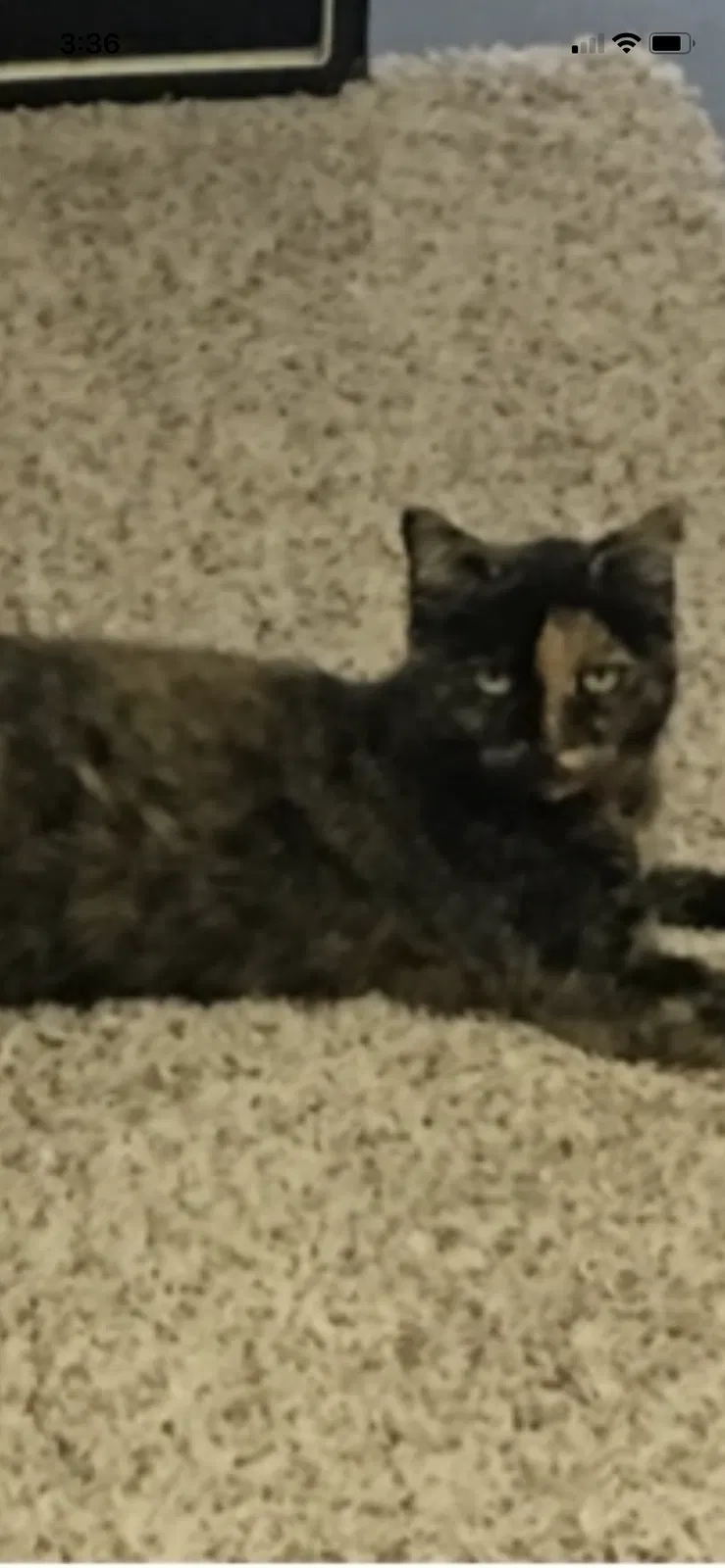 Lost cat in Sebastian, FL, 32958