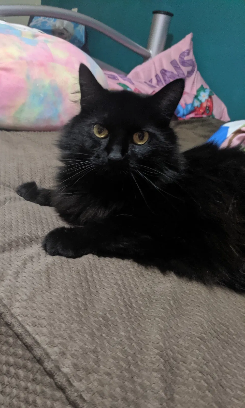 Lost cat in Holland, MI, 49423