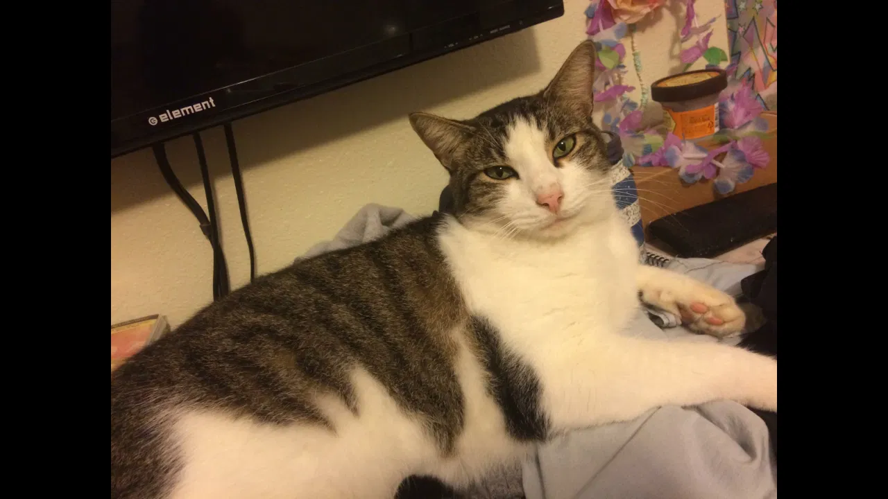 Lost cat in Santa Rosa, CA, 95403