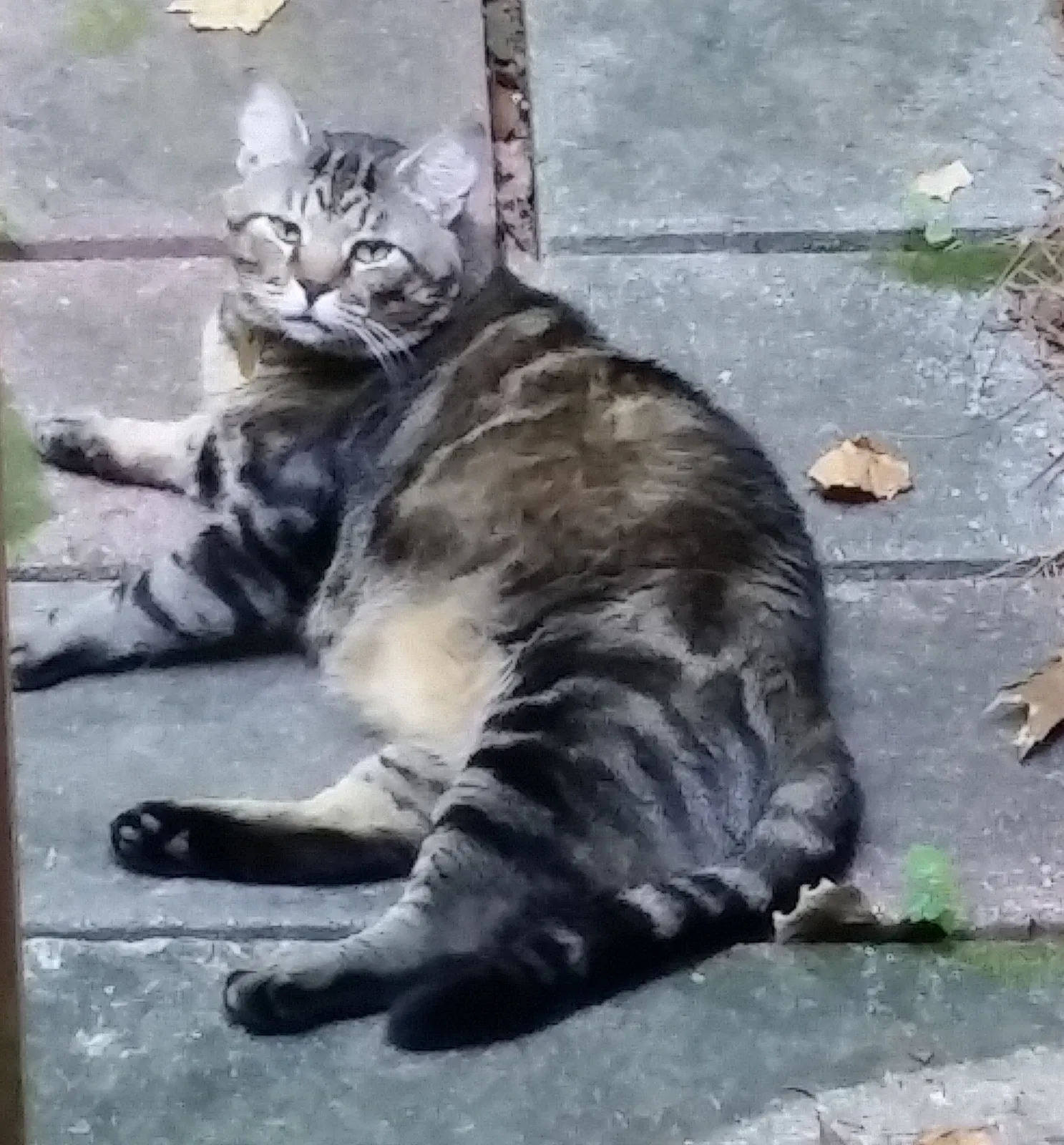 Lost cat in Alpharetta, GA, 30022