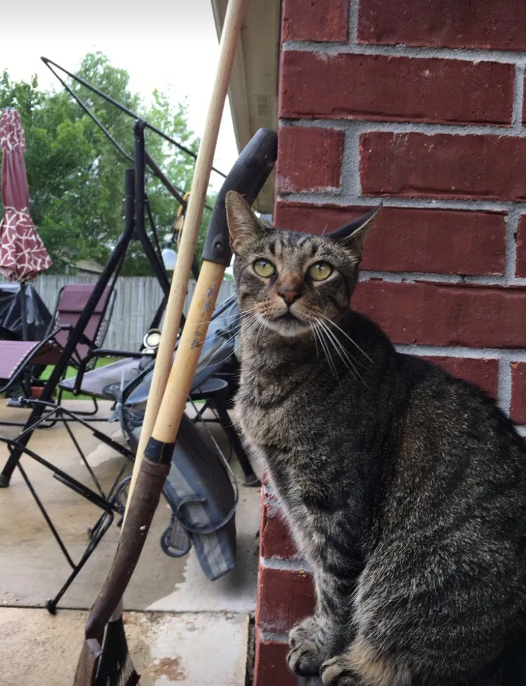 Lost cat in Southaven, MS, 38671