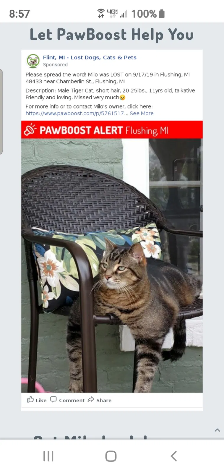 Lost cat in Flushing, MI, 48433