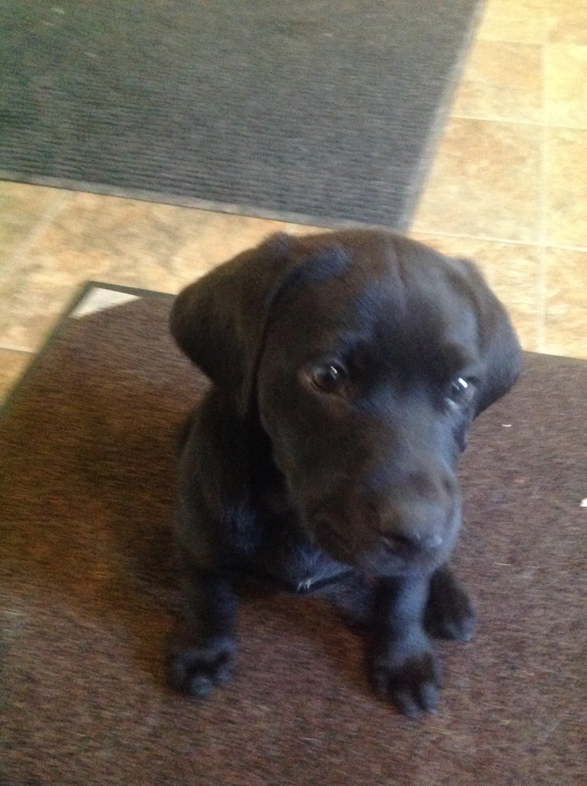Lost dog in Atwater, MN, 56209