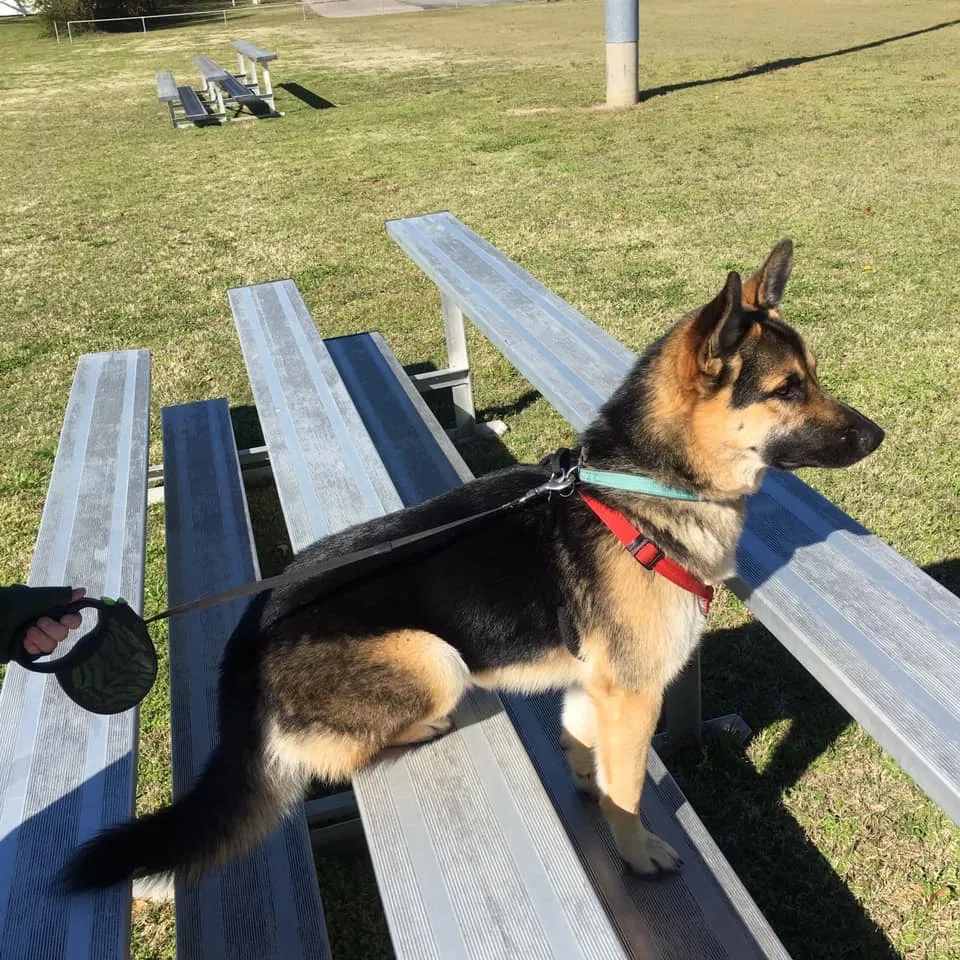 Lost dog in Currie, NC, 28435