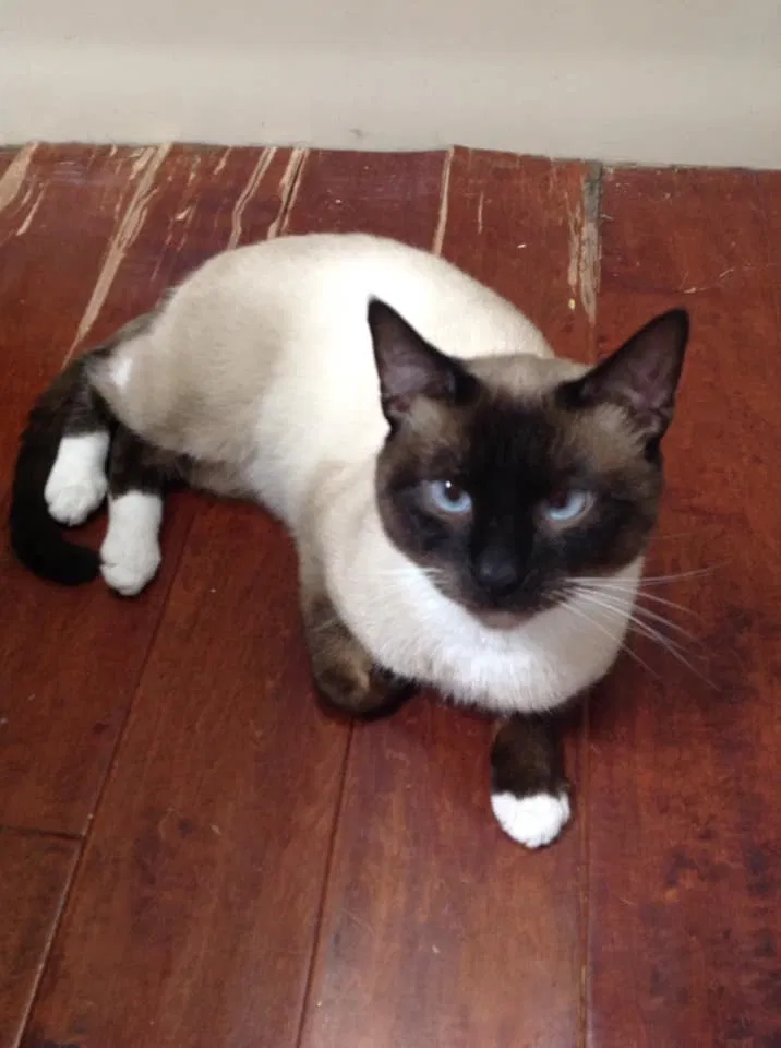 Lost cat in Baldwinsville, NY, 13027