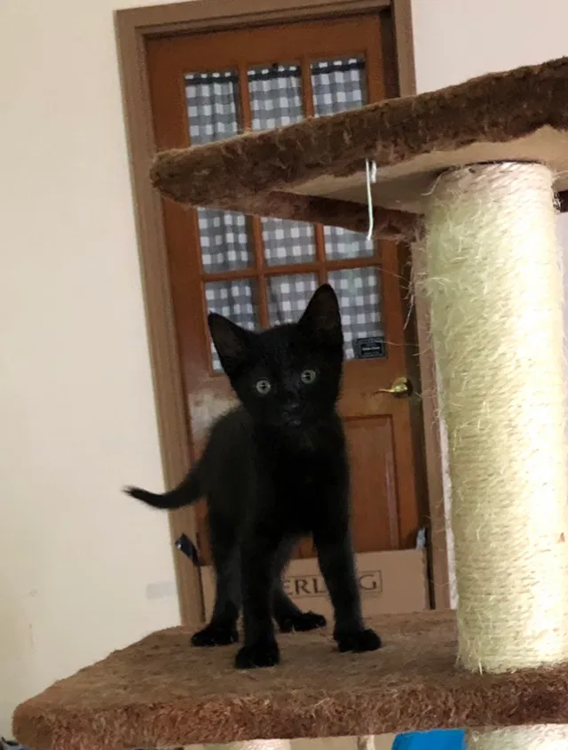 Lost cat in Dacula, GA, 30019