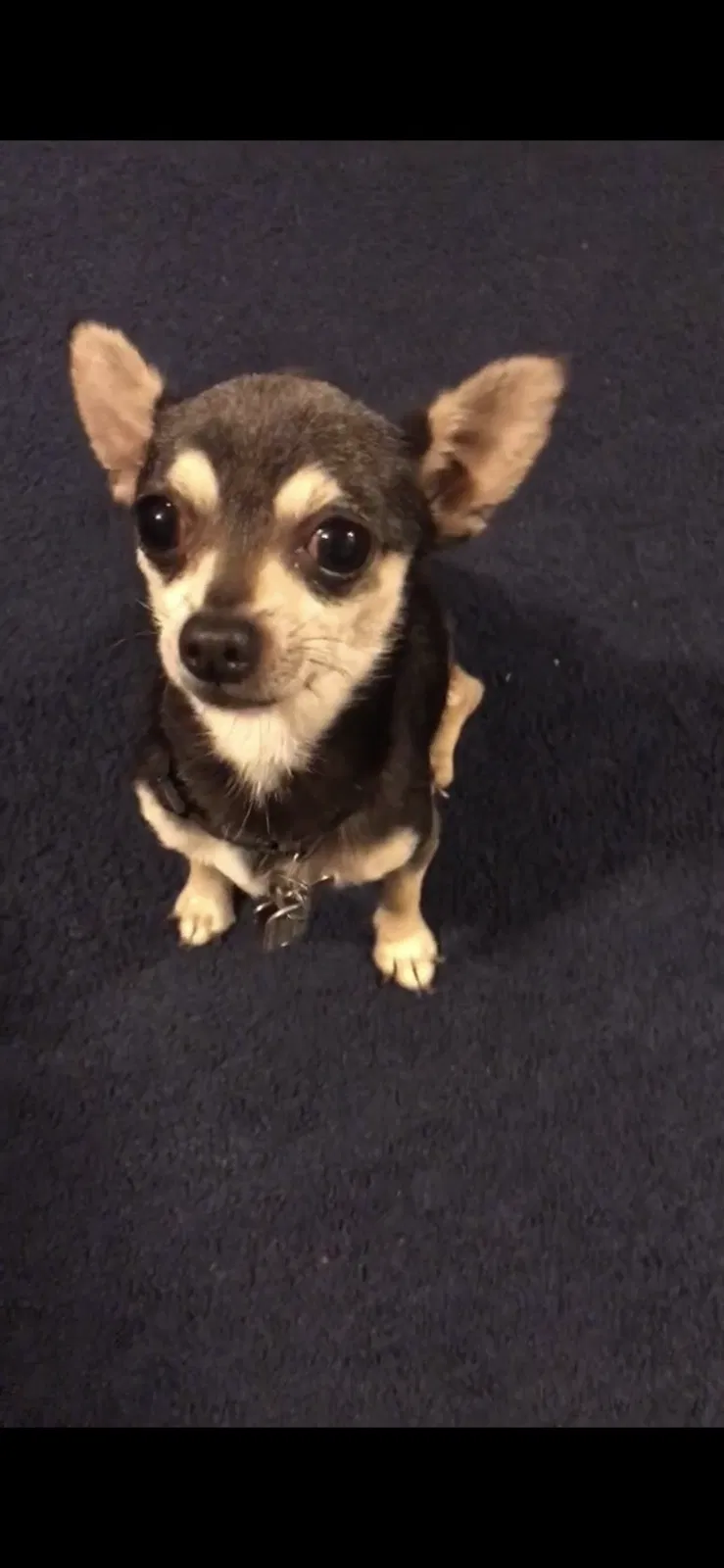 Lost dog in Graham, NC, 27253