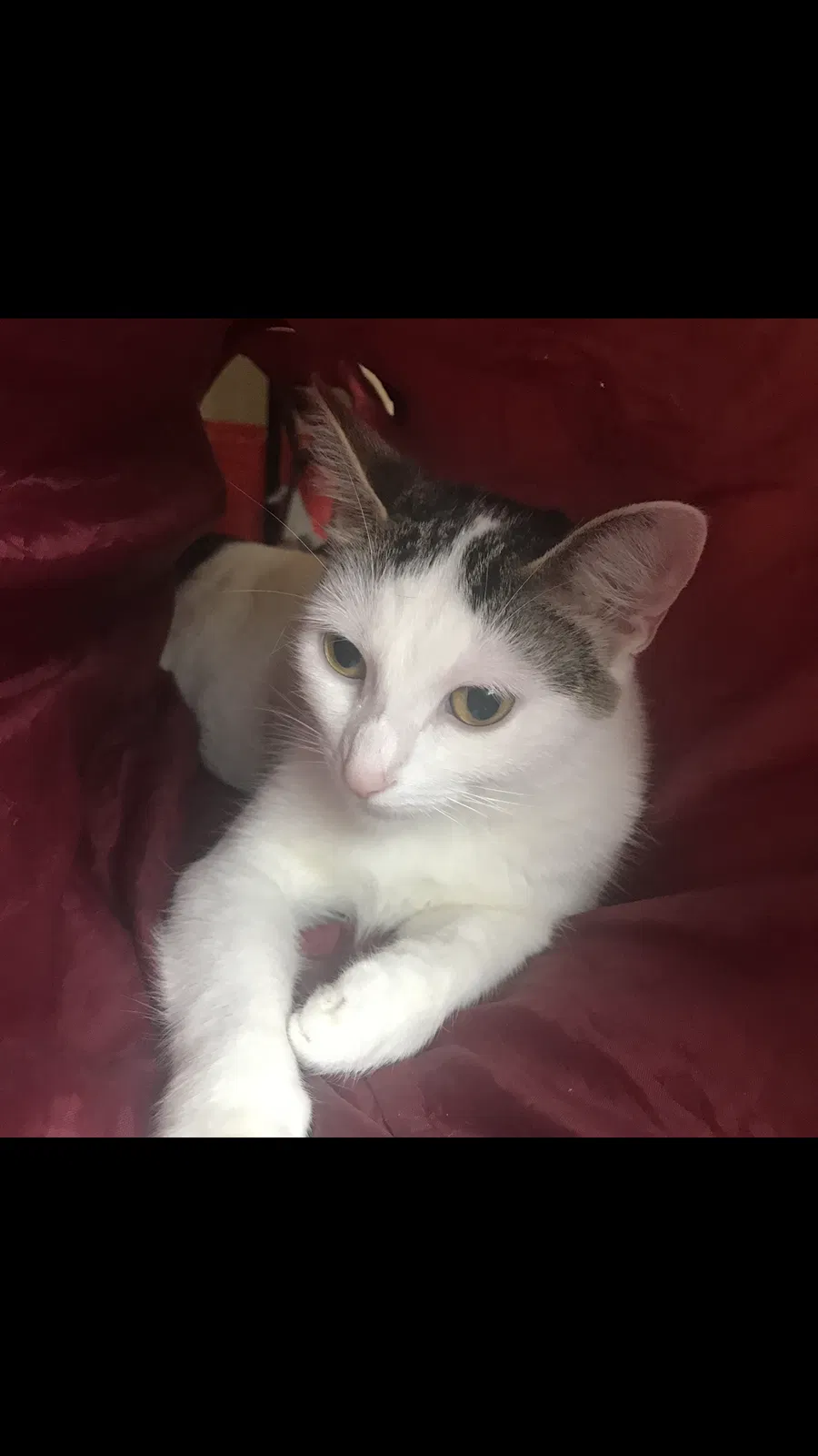 Lost cat in Cincinnati, OH, 45202