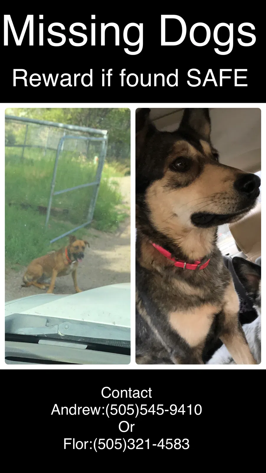 Lost dog in Albuquerque, NM, 87105