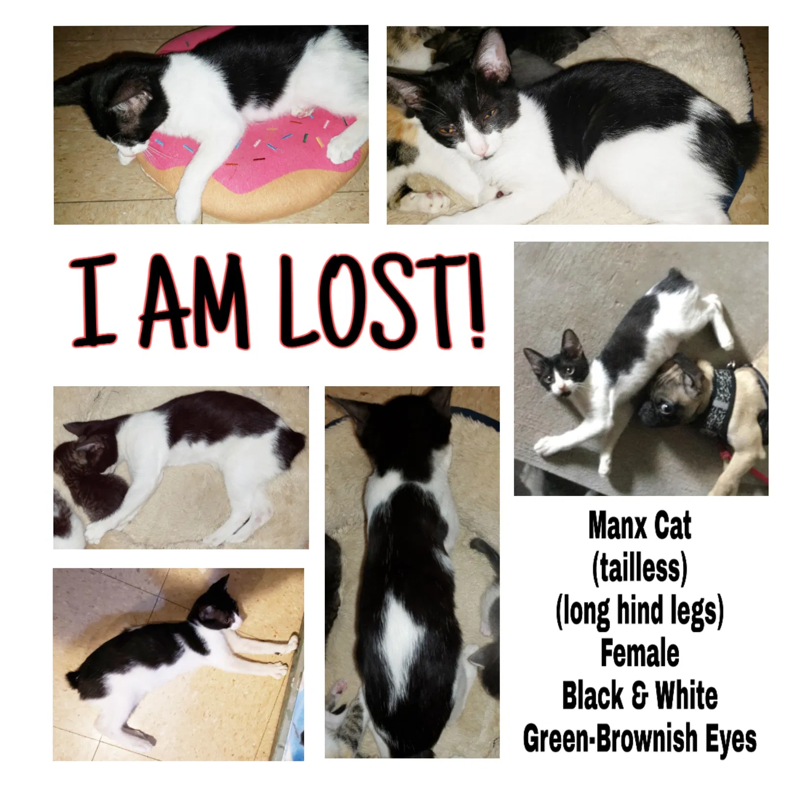 Lost cat in Brownsville, TX, 78520
