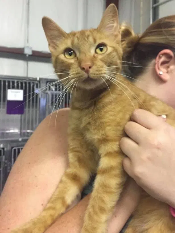 Lost cat in Byron Center, MI, 49315