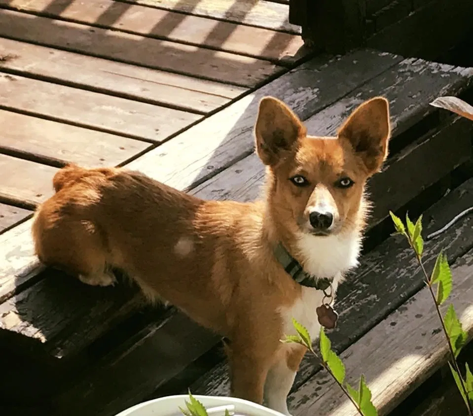 Lost dog in Rolette, ND, 58366