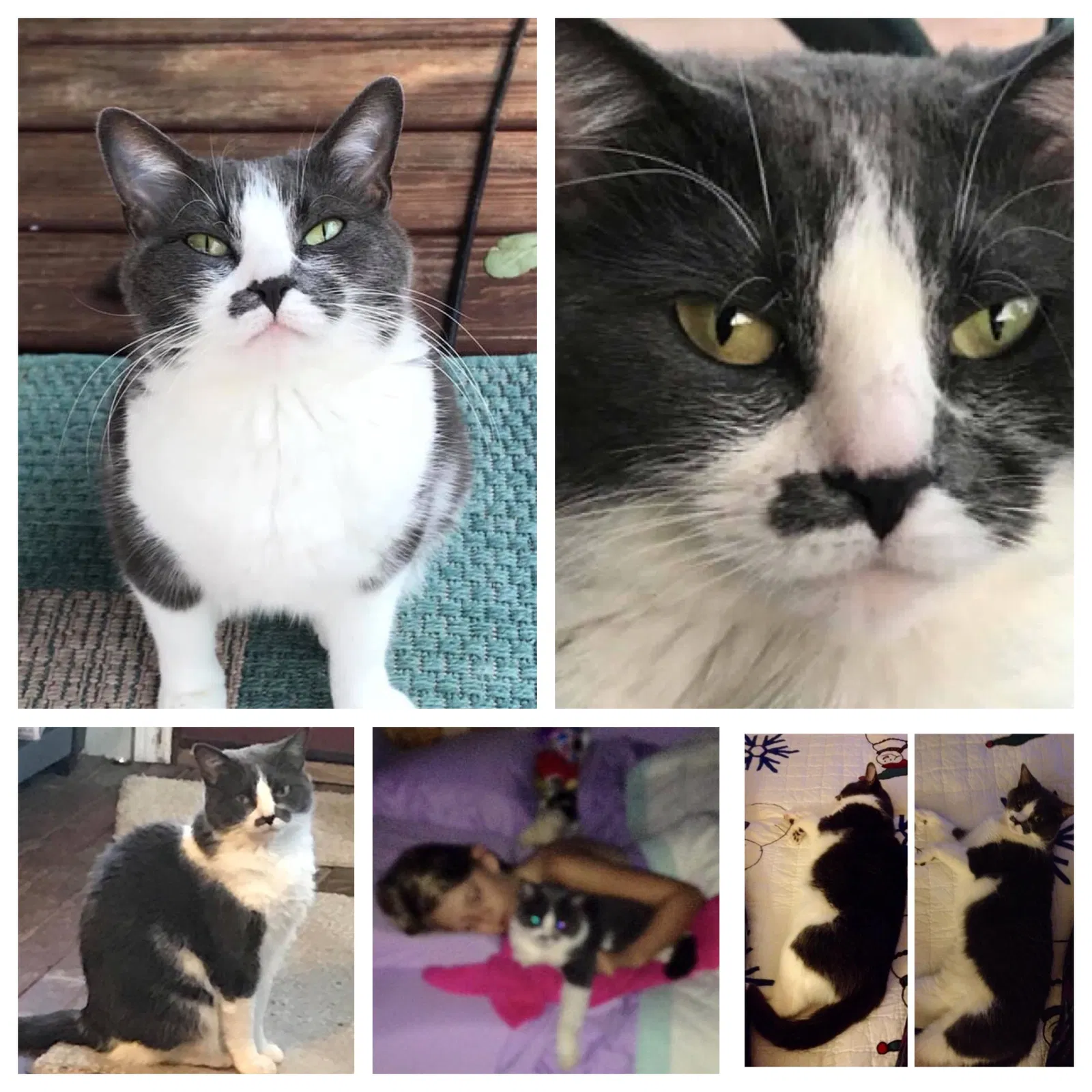Lost cat in Coweta, OK, 74429