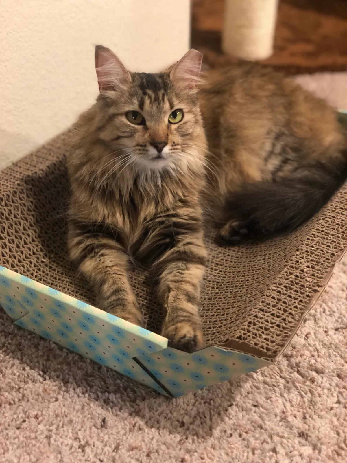Lost cat in Keller, TX, 76244