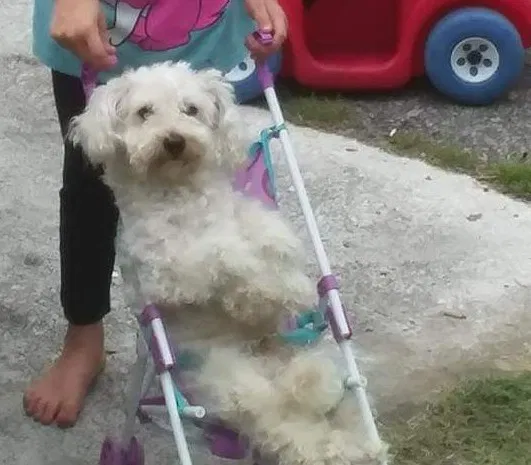 Lost dog in Moncks Corner, SC, 29461