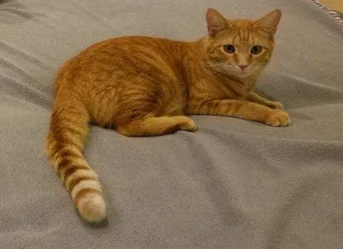 Lost cat in Wichita, KS, 67205