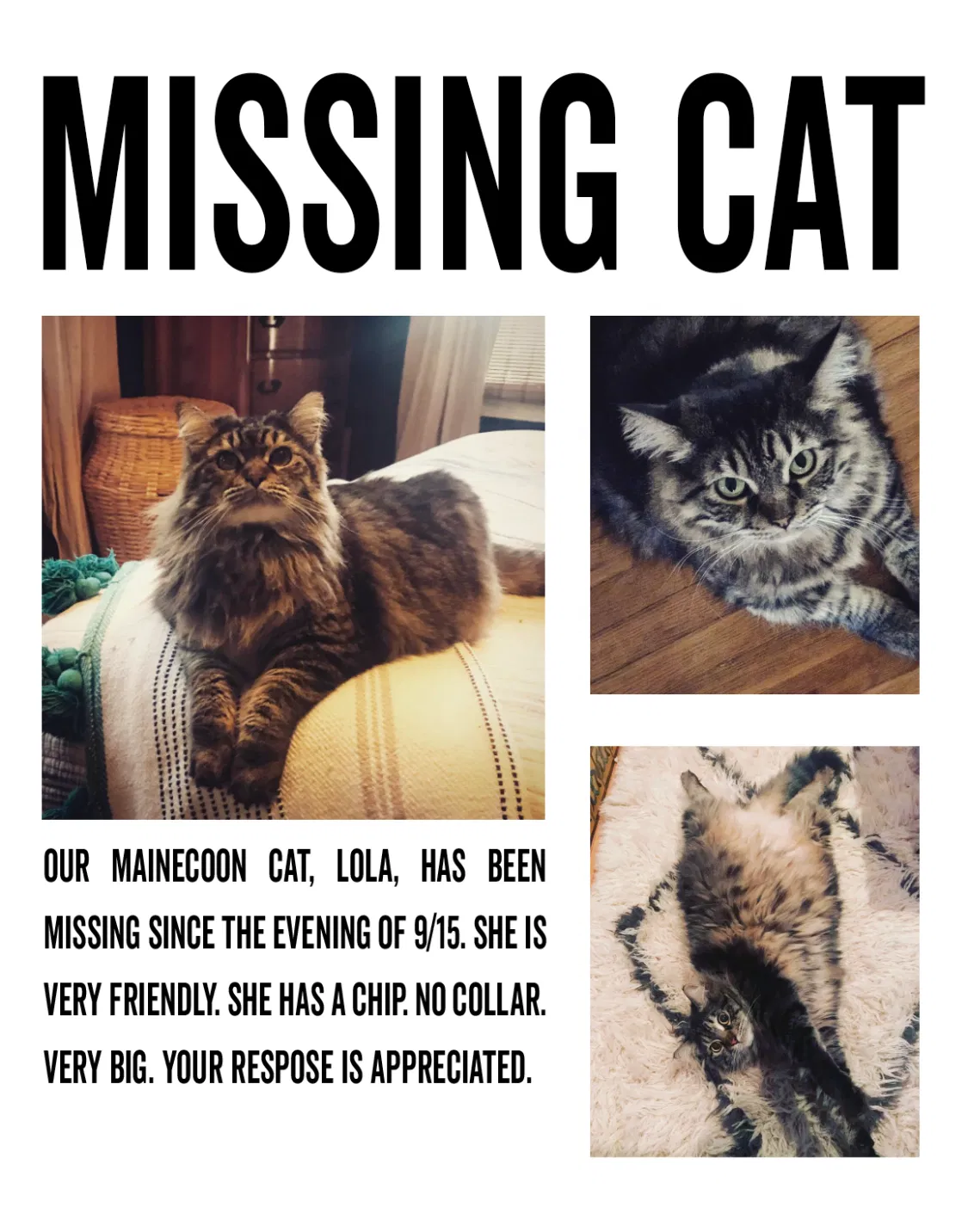 Lost cat in San Pedro, CA, 90732
