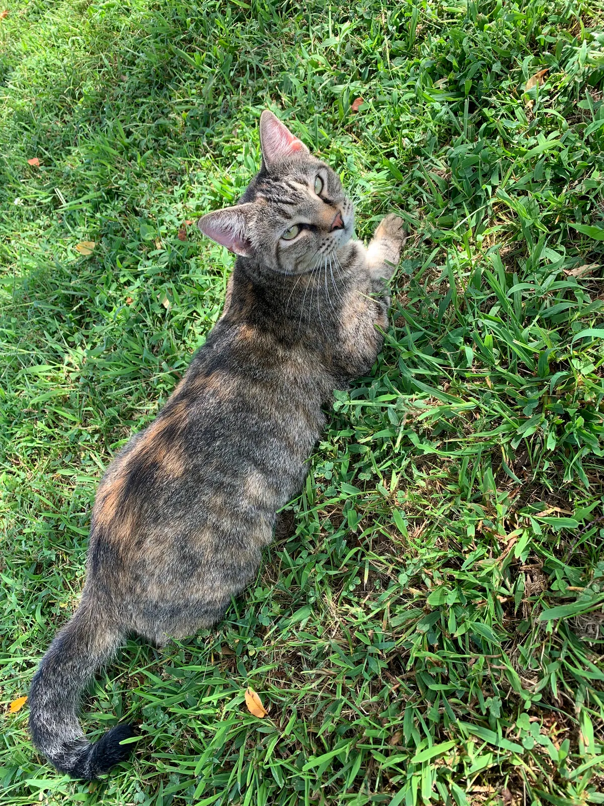 Lost cat in Woodlawn, TN, 37191